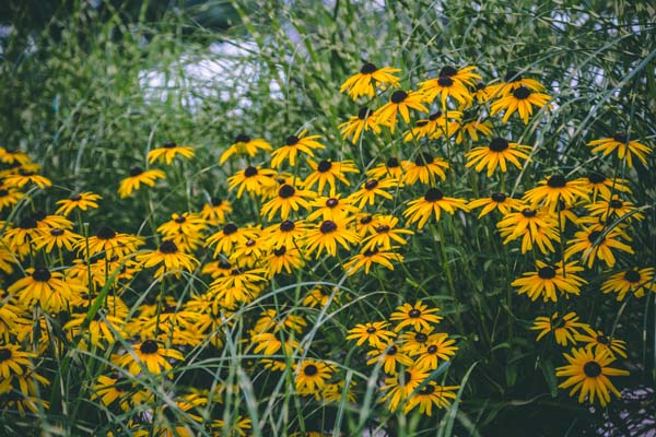 Black-Eyed Susan 'Viette's Little Suzy' 1 Gallon