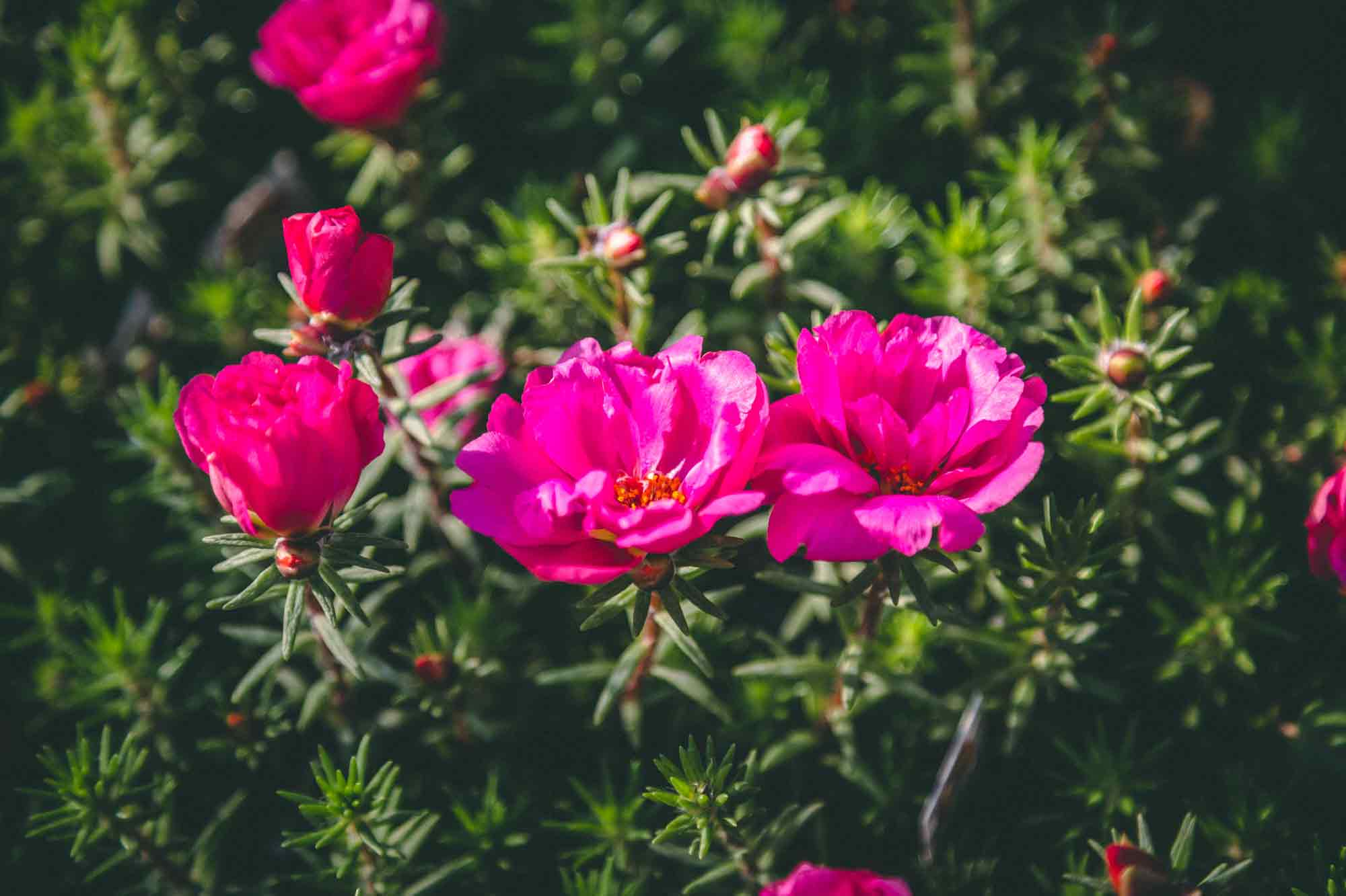 Portulaca Happy Trails&trade; Fuchsia Cell Pack
