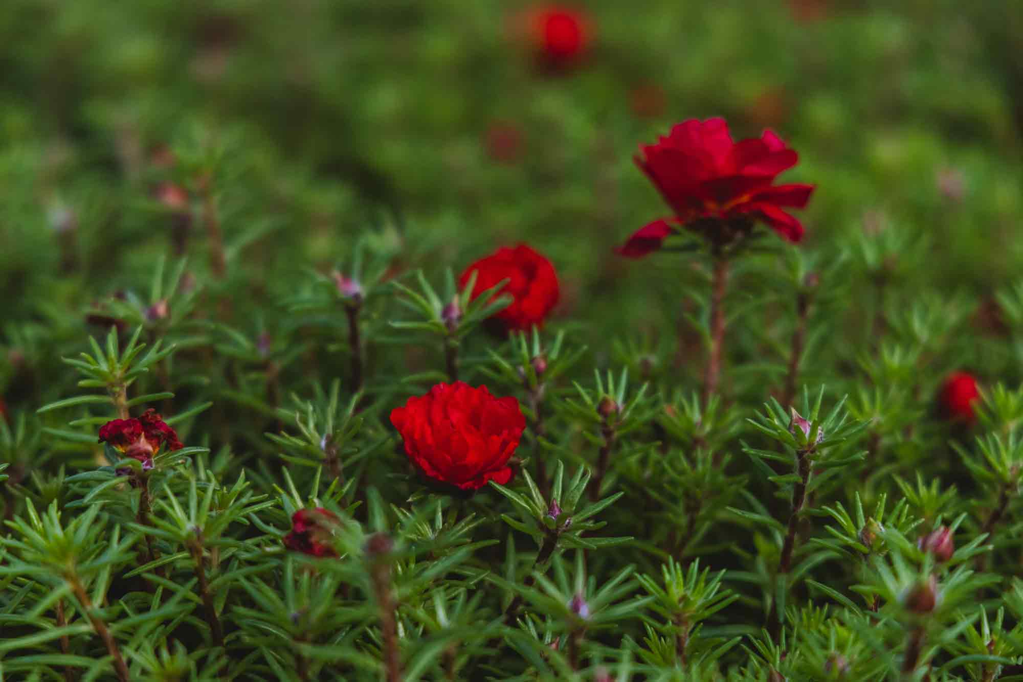 Portulaca Happy Trails&trade; Deep Red Cell Pack