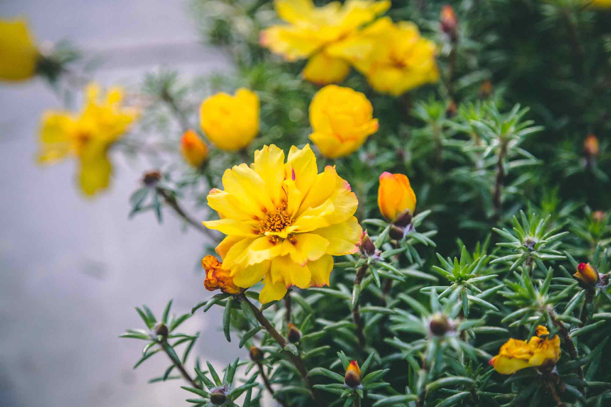 Portulaca Happy Trails&trade; Yellow Cell Pack