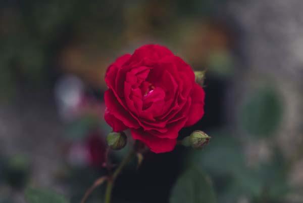 Climbing Rose 'Blaze' 5 Gallon