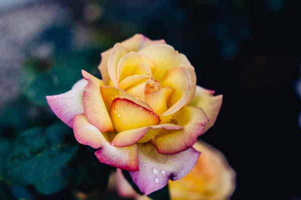 Hybrid Tea Rose 'Peace' 5 Gallon