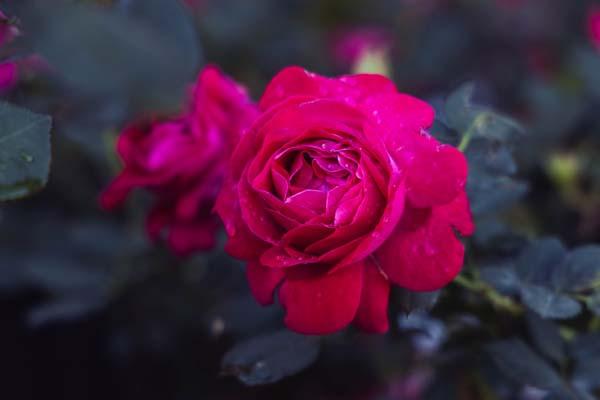 Grandiflora Rose Sweet Spirit&trade; 5 Gallon