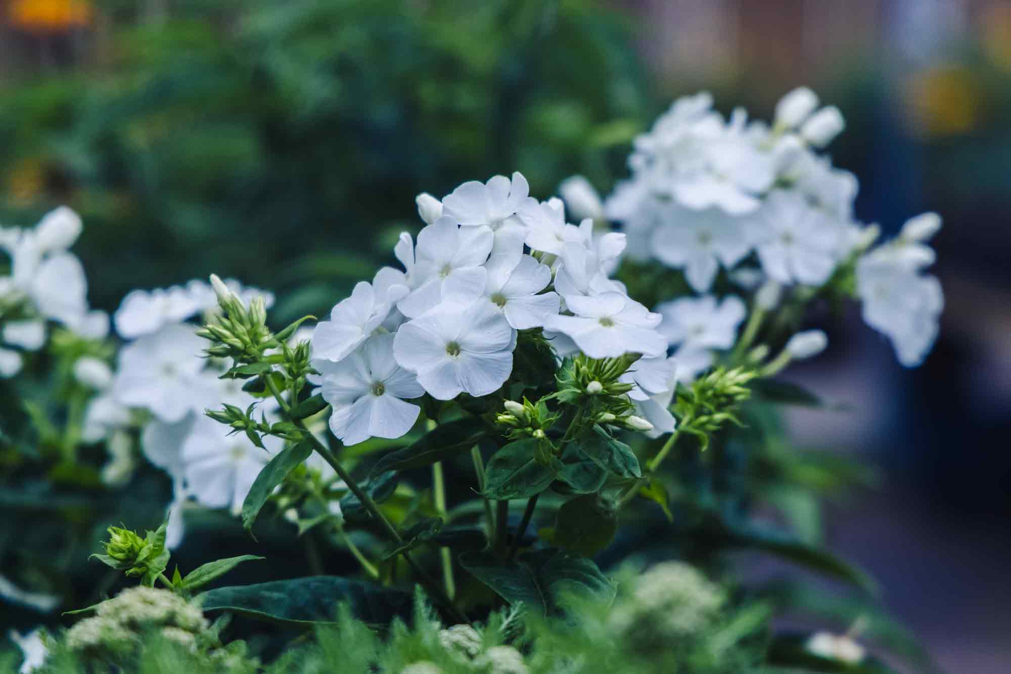 Summer Phlox FLAME&trade; White 1 Gallon