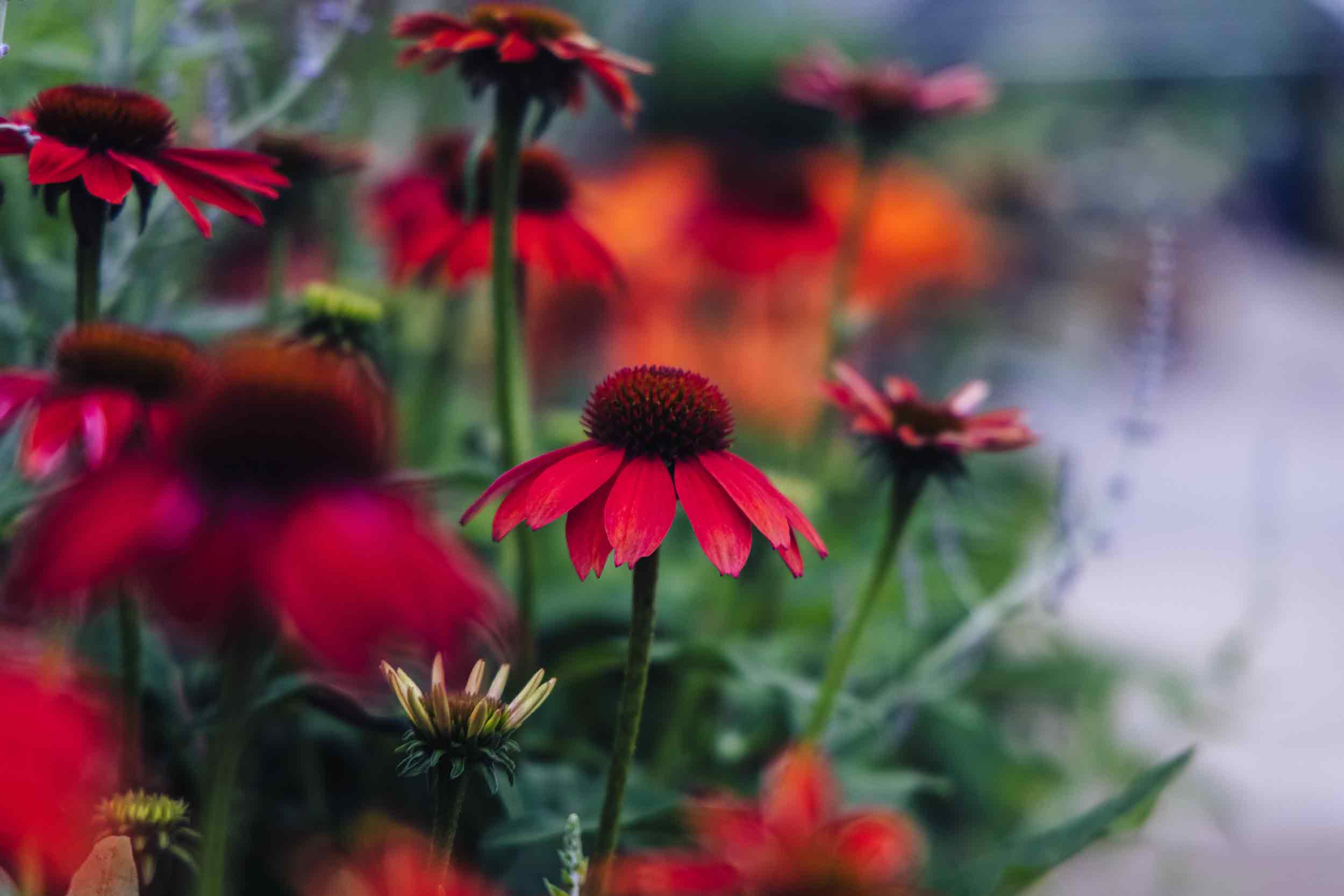 Coneflower Artisan&trade; Red Ombre 1 Gallon