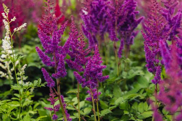 Astilbe 'Visions' 2 Gallon