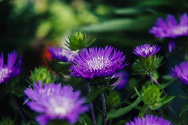 Stokes' Aster 'Honeysong Purple' 1 Gallon