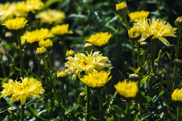 Shasta Daisy 'Goldfinch' 1 Gallon