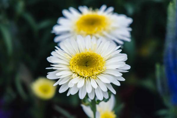 Shasta Daisy 'Real Glory' 2 Gallon