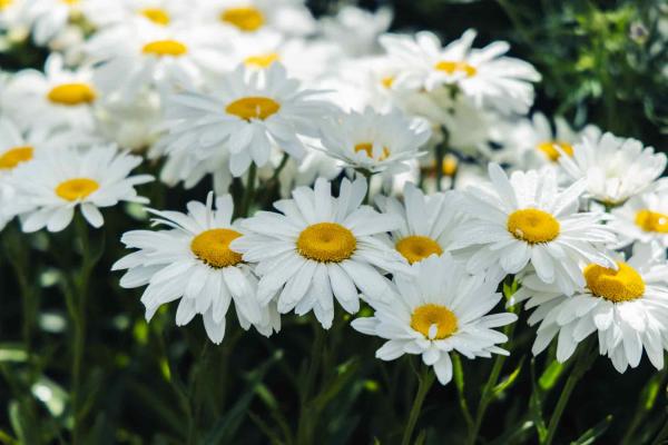 Shasta Daisy 'Whoops-a-Daisy' 1 Gallon