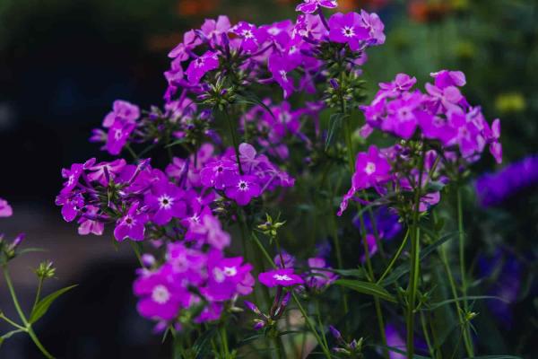 Summer Phlox 'Opening Act Romance' 1 Gallon