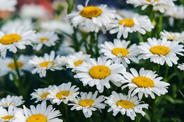 Shasta Daisy 'Snow Lady' Quart