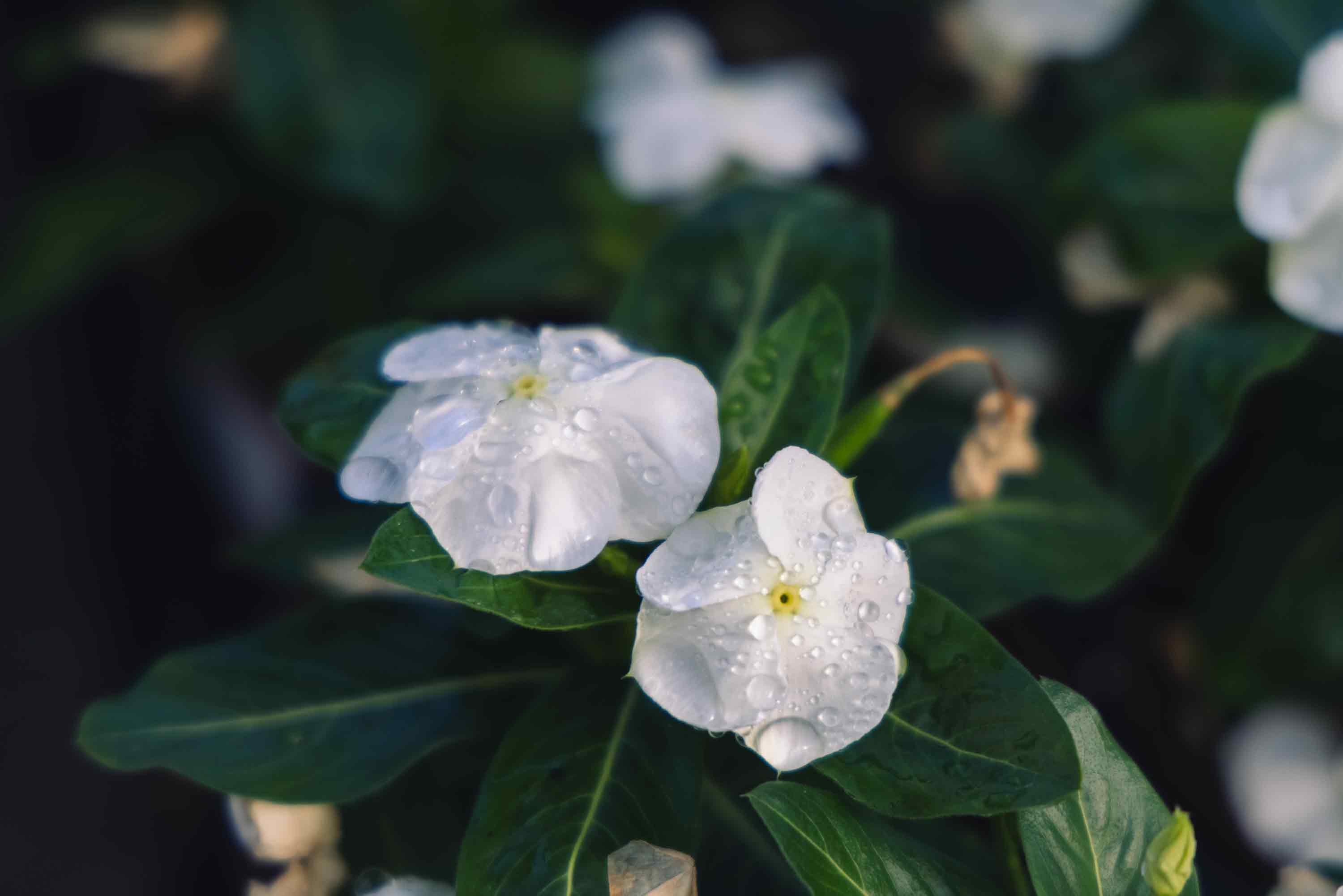 Flowering Vinca Cora&reg; White Cell Pack