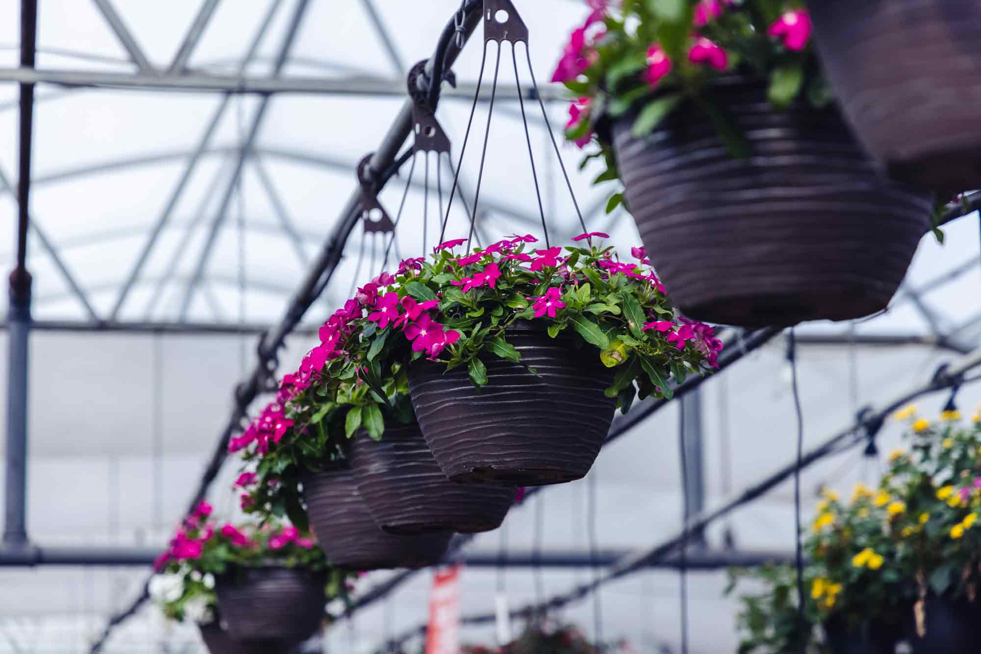 Flowering Vinca Cora&reg; Cascade Assorted 12" Hanging Basket