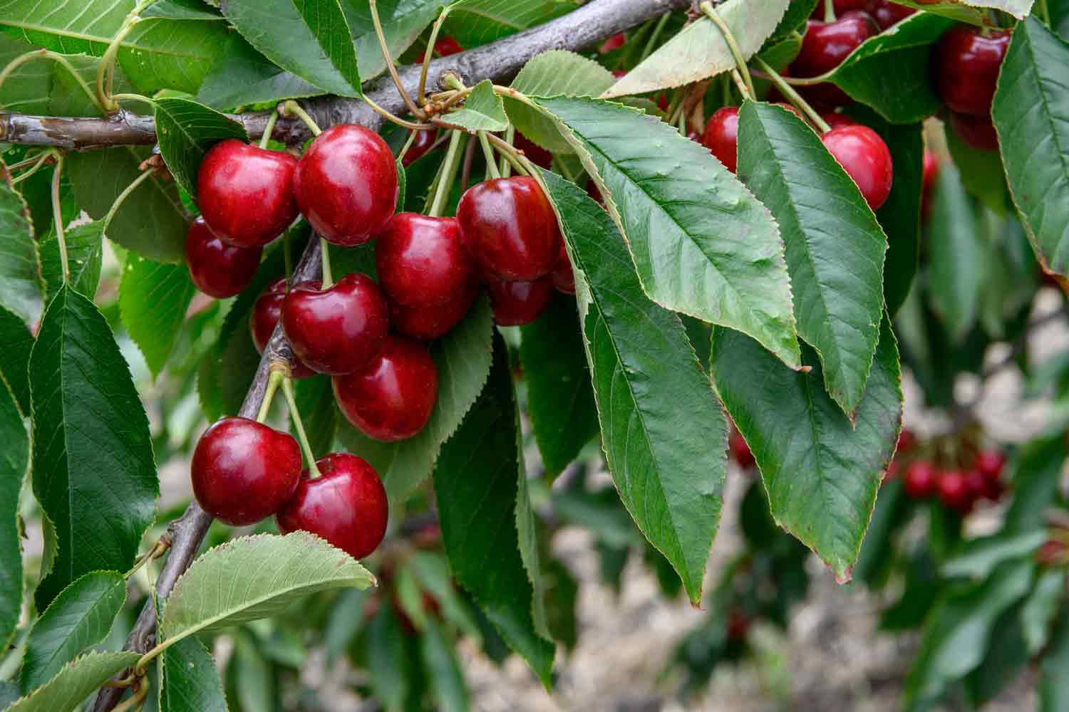 Cherries