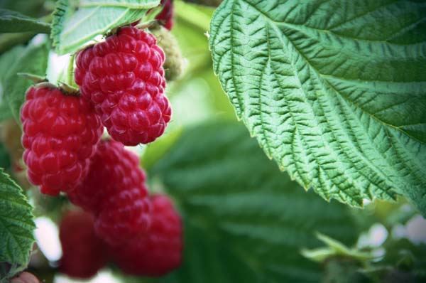 Raspberries