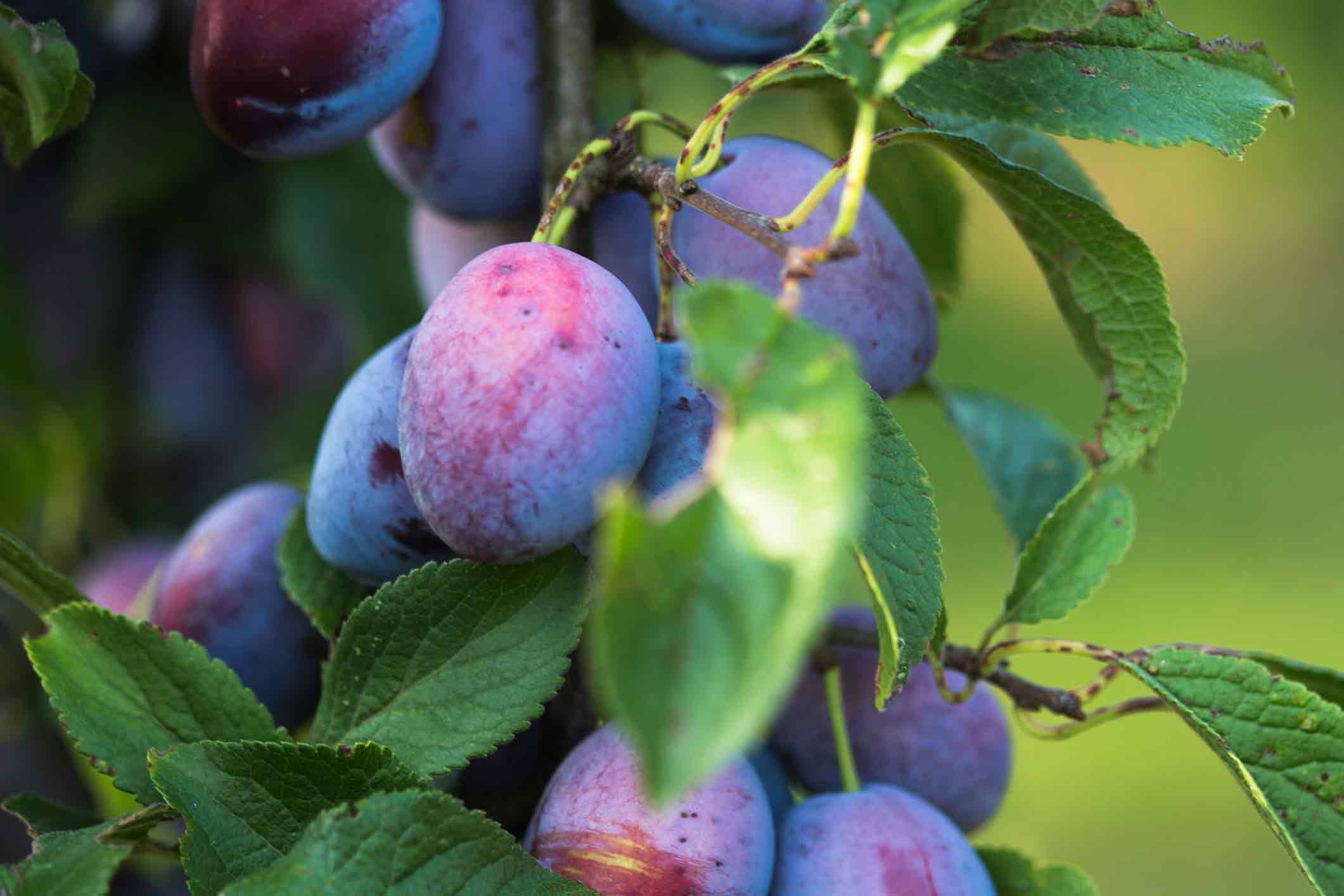 Plums