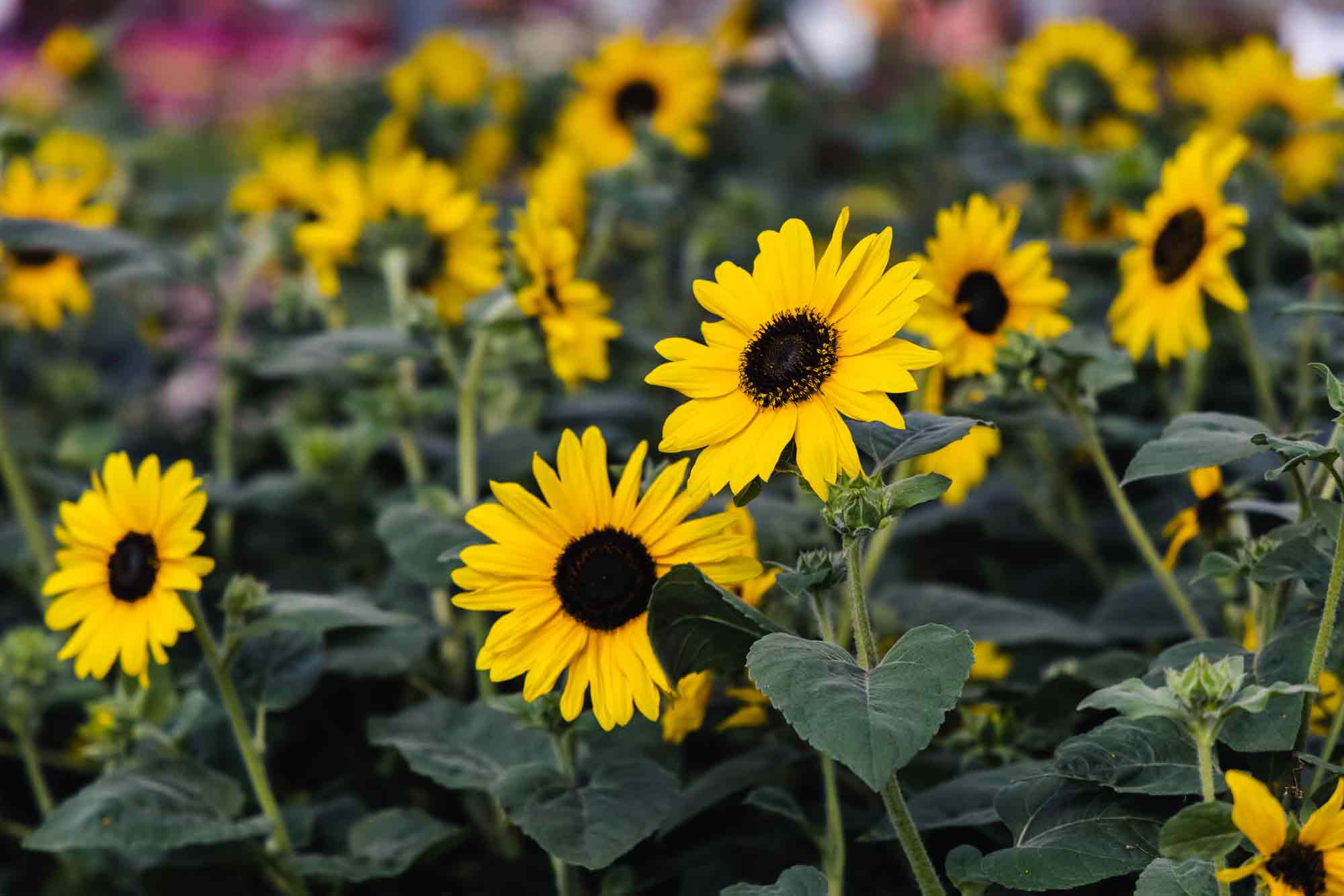 Sunflower Sunfinity&trade; Yellow 10 Inch