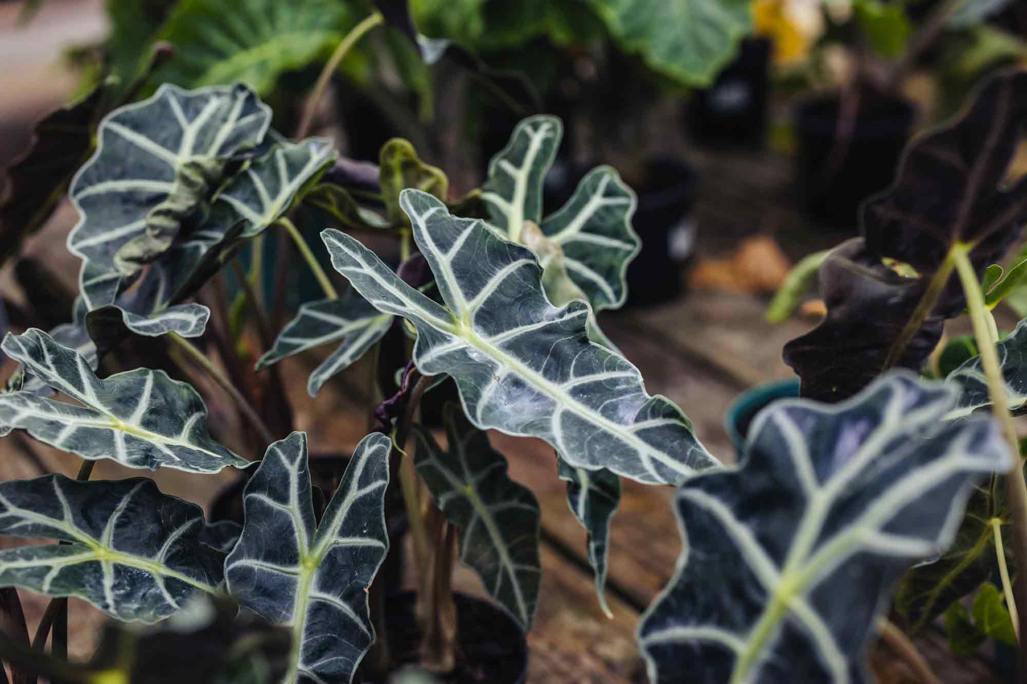 Alocasia 'Polly' 6"