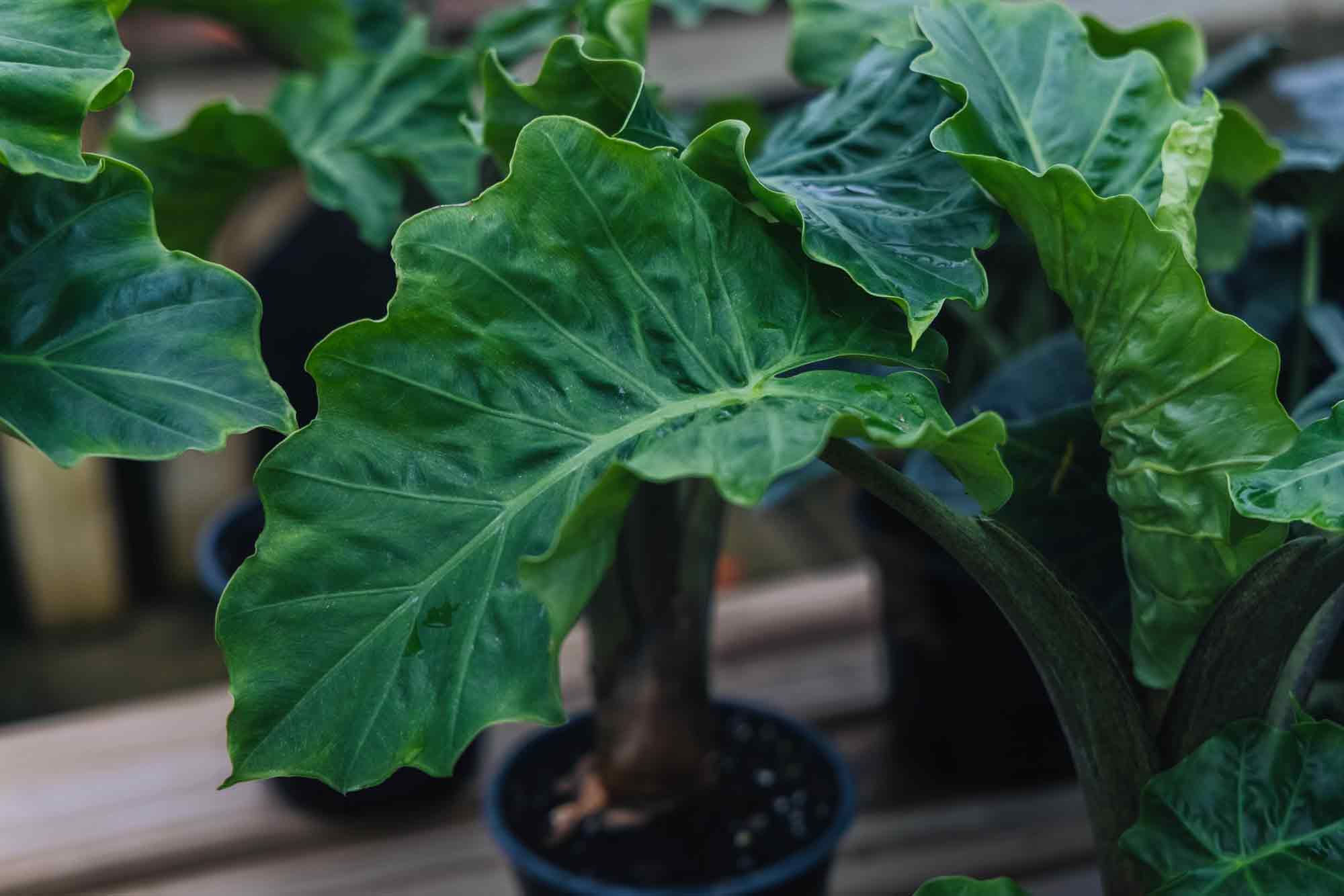 Alocasia 'Low Rider' 6"