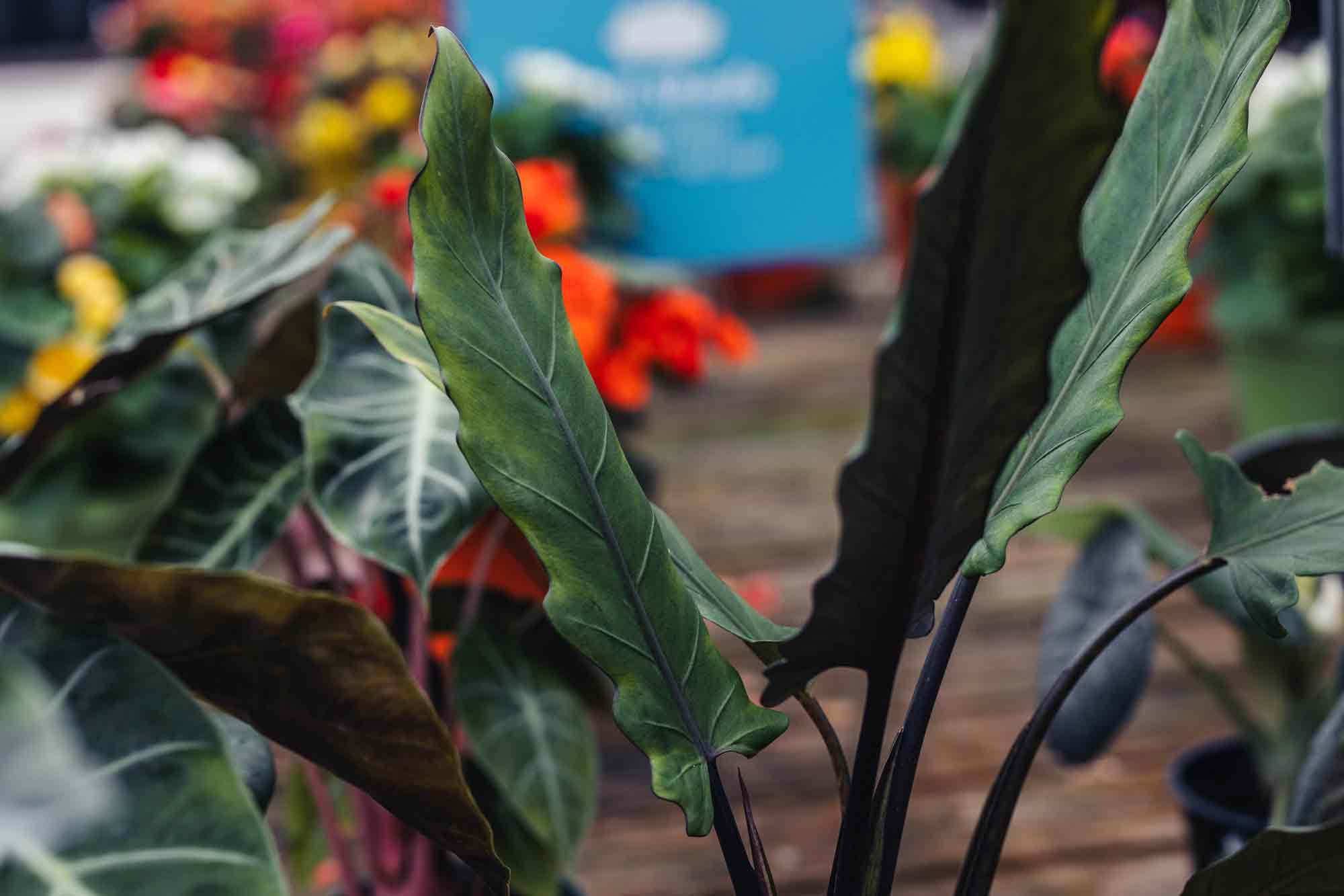 Alocasia 'Lauterbachiana' 6"