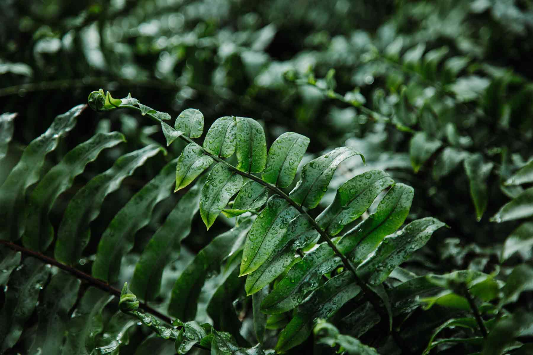 Indoor Ferns