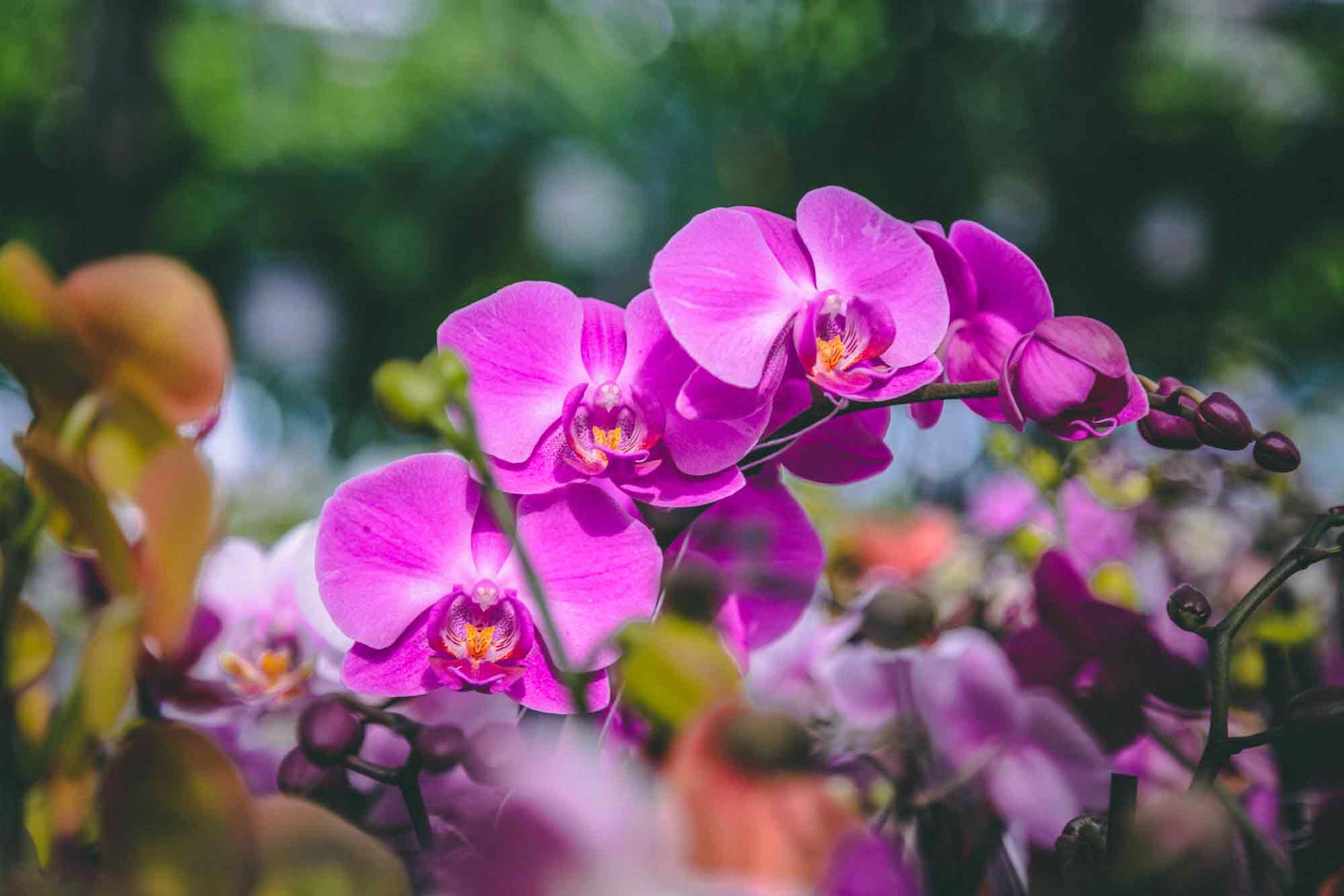 Orchids