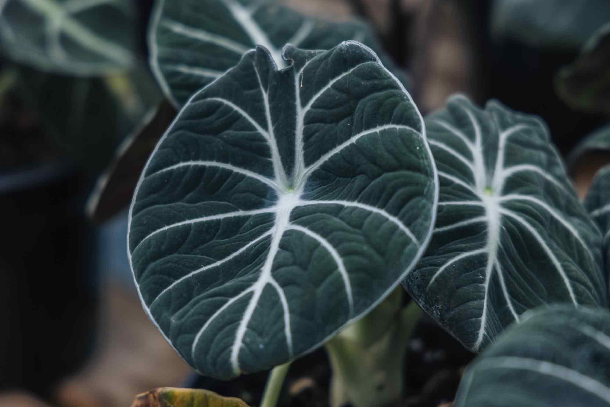 Alocasia 'Black Velvet' 6"