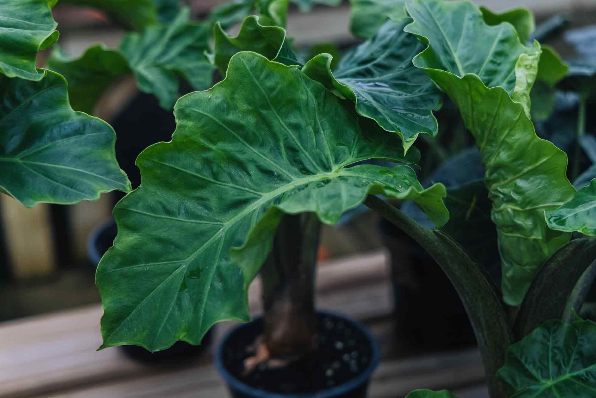 Alocasia 'Low Rider' 4"