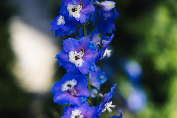 Larkspur 'Aurora Blue' 2 Gallon