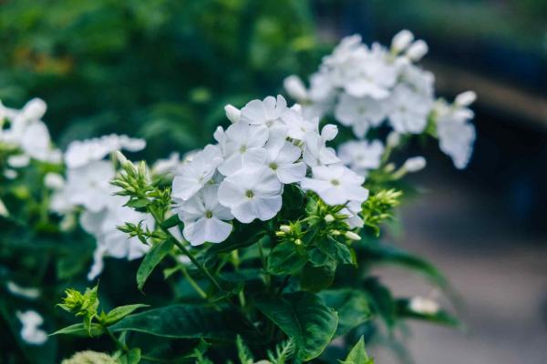 Summer Phlox FLAME&trade; White 2 Gallon