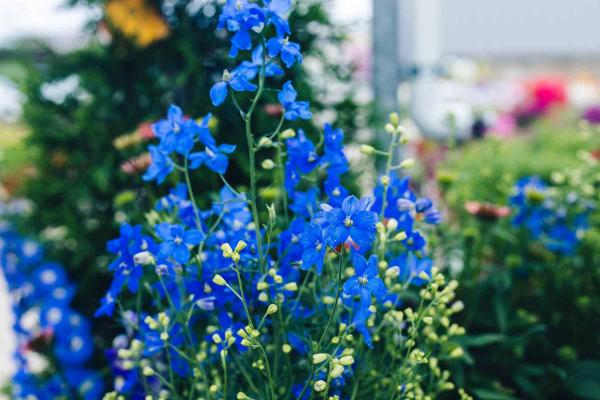 Larkspur 'Delfix Blue' 2 Gallon