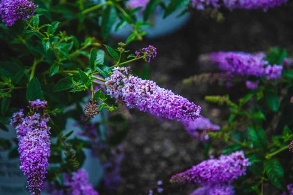 Butterfly Bush Lo & Behold&reg; 'Lilac Chip' 3 Gallons