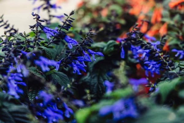 Flowering Sage Rockin'&reg; Blue Suede Shoes&trade; 8 Inch