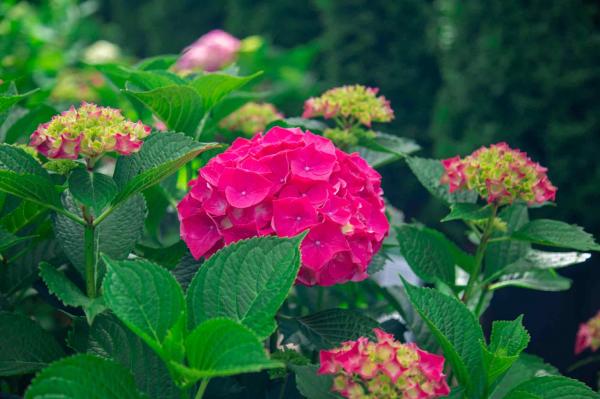 Mophead Hydrangea 'Glowing Embers' 3 Gallon