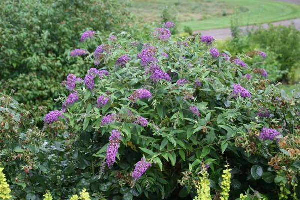 Butterfly Bush Lo & Behold&reg; Purple Haze 3 Gallon