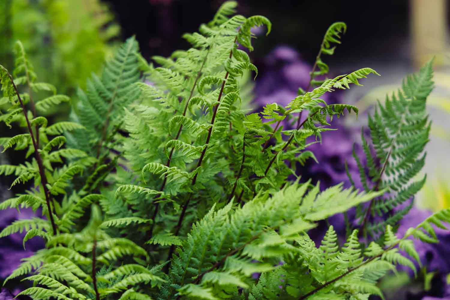 Ferns