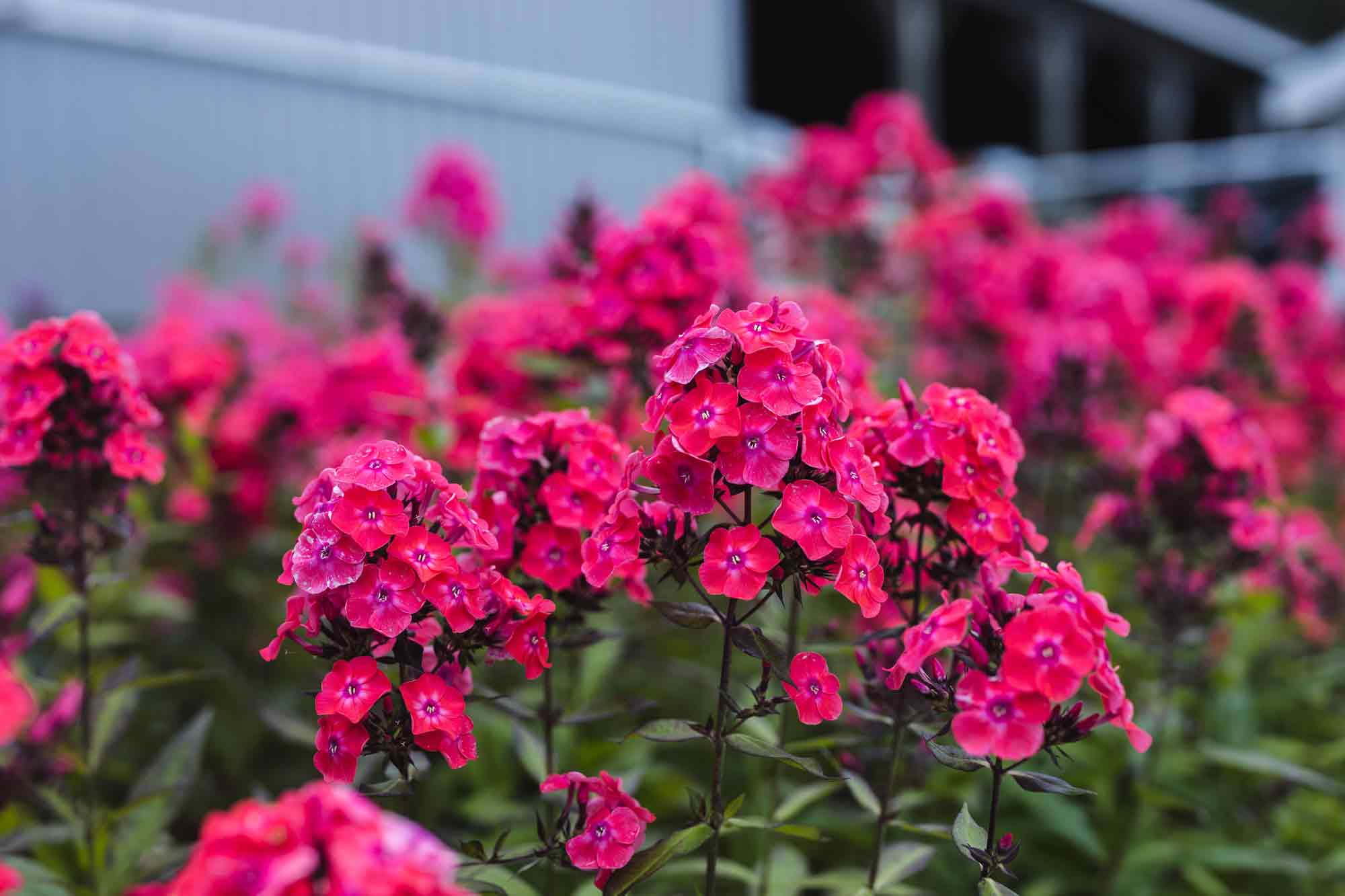 Phlox