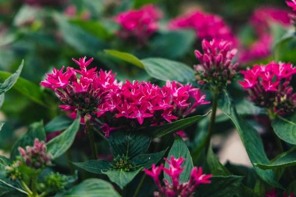 Pentas Starcluster&trade; Rose Quart