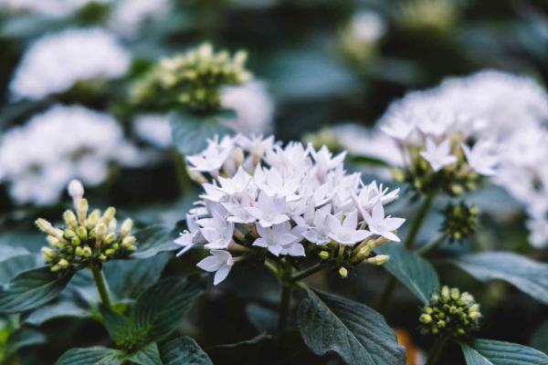 Pentas Starcluster&trade; White Quart