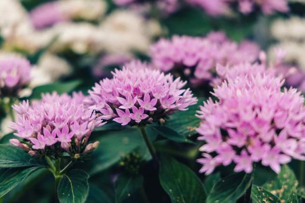 Pentas Starcluster&trade; Lavender Quart