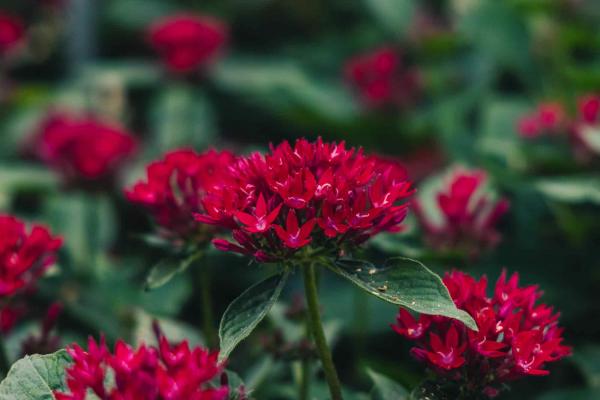 Pentas Sunstar&reg; Red Quart