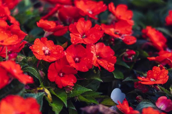 SunPatiens&reg; Compact Electric Orange 2 Gallon