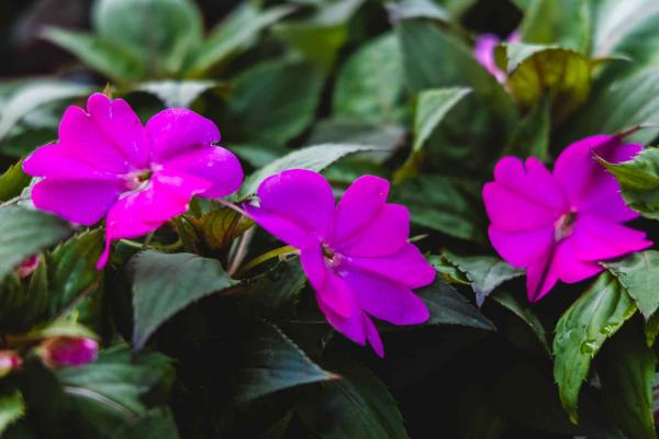 SunPatiens&reg; Compact Lilac 2 Gallon