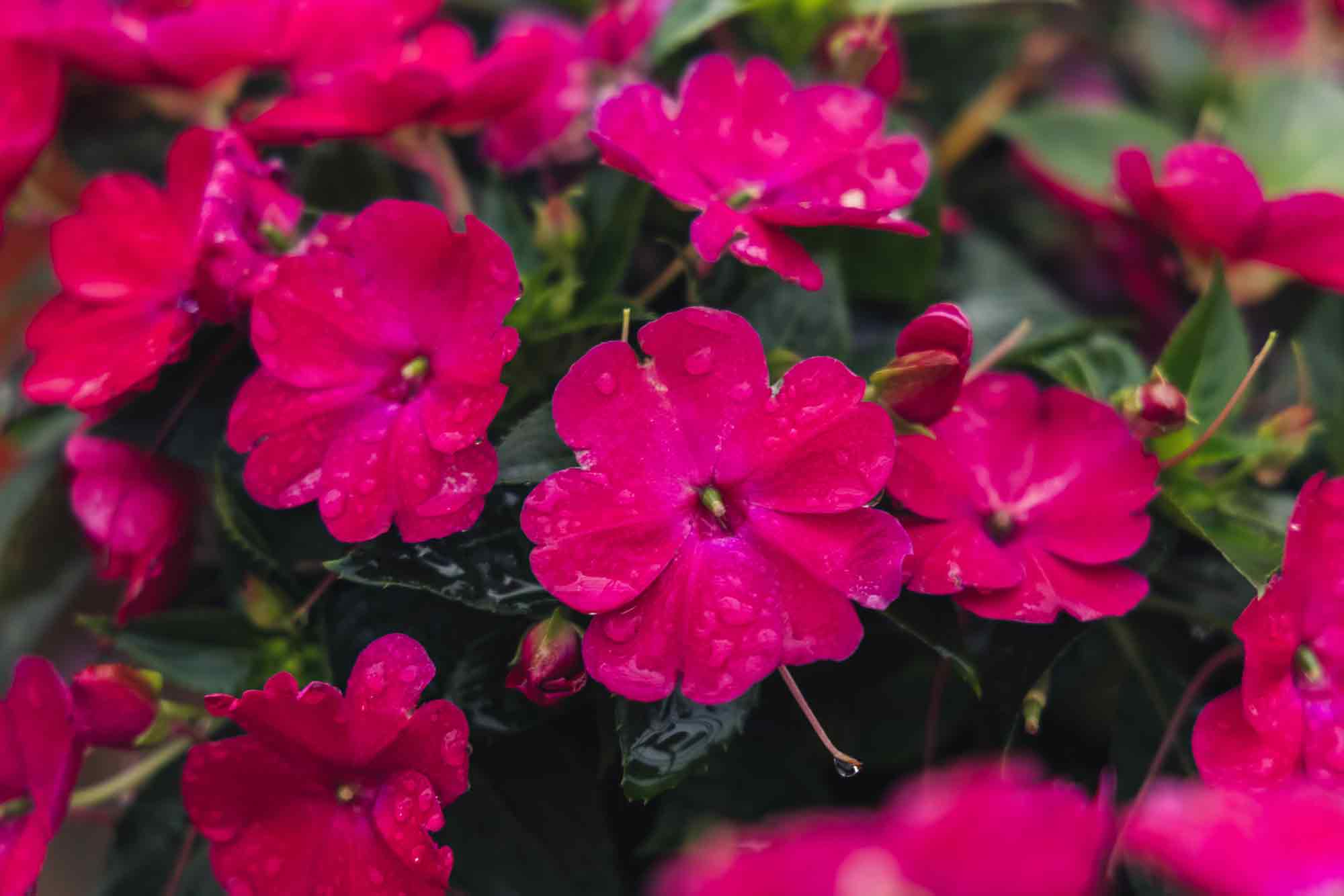 SunPatiens&reg; Compact Rose Glow 2 Gallon