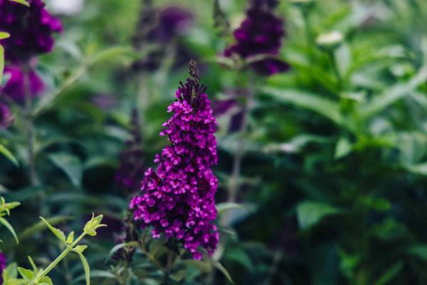 Butterfly Bush Buzz&reg; 'Hot Raspberry' 1 Gallon