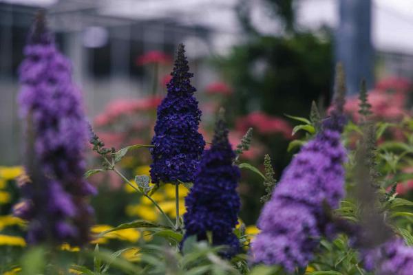 Butterfly Bush Buzz&reg; 'Midnight' 1 Gallon