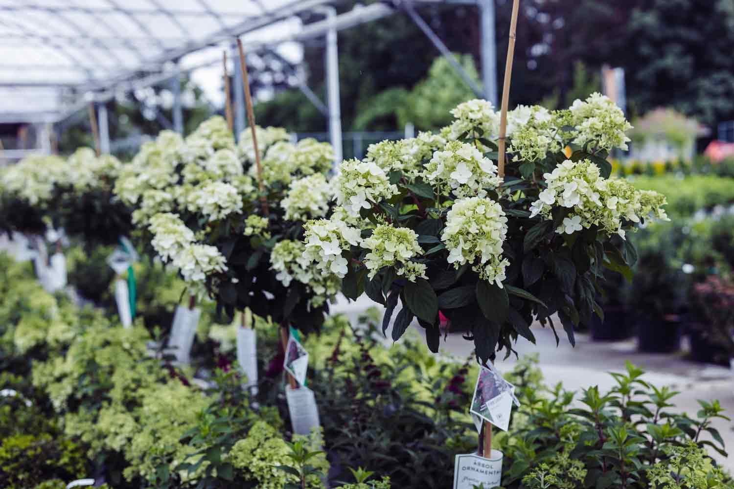 Tree Hydrangeas