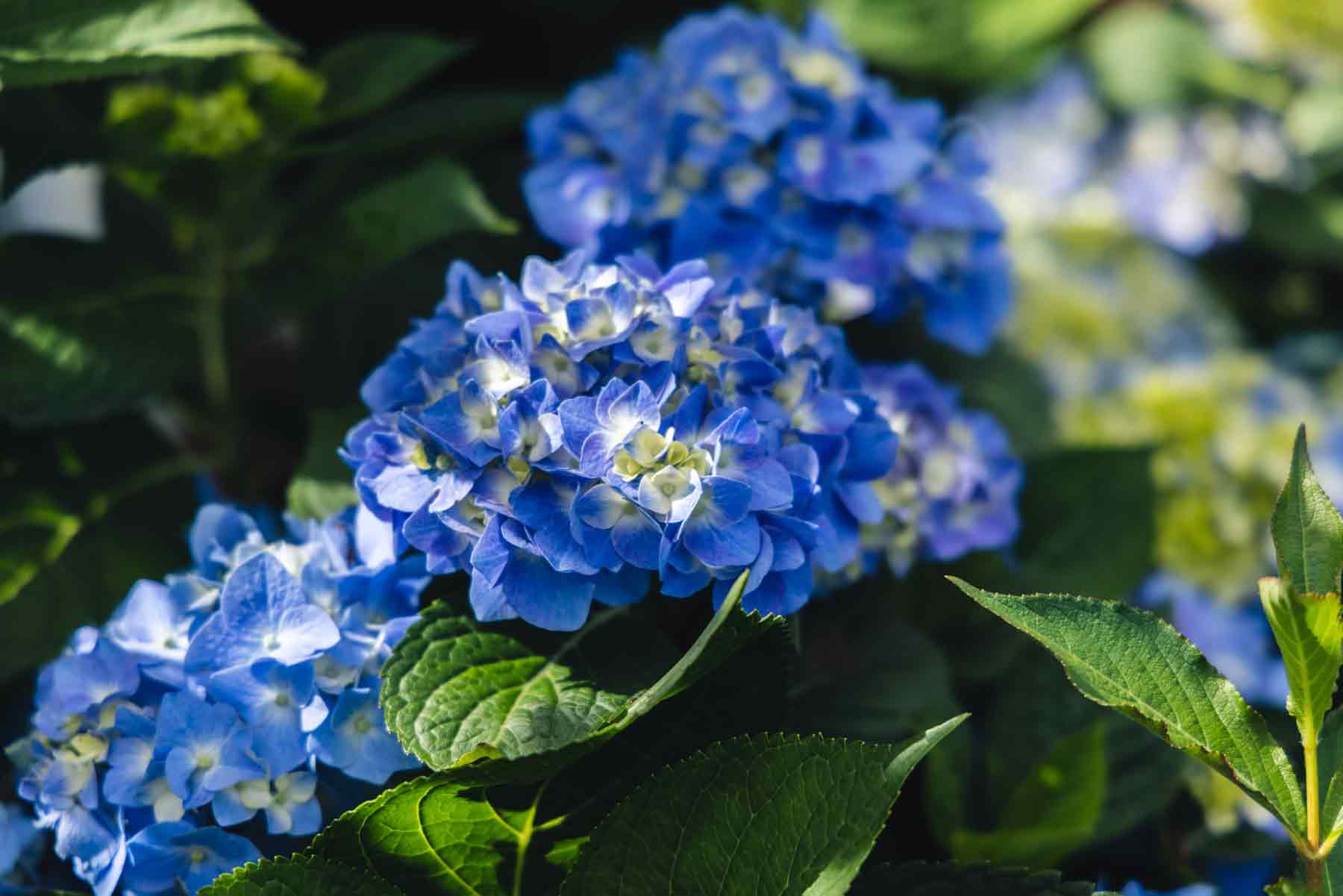 Bigleaf Hydrangeas