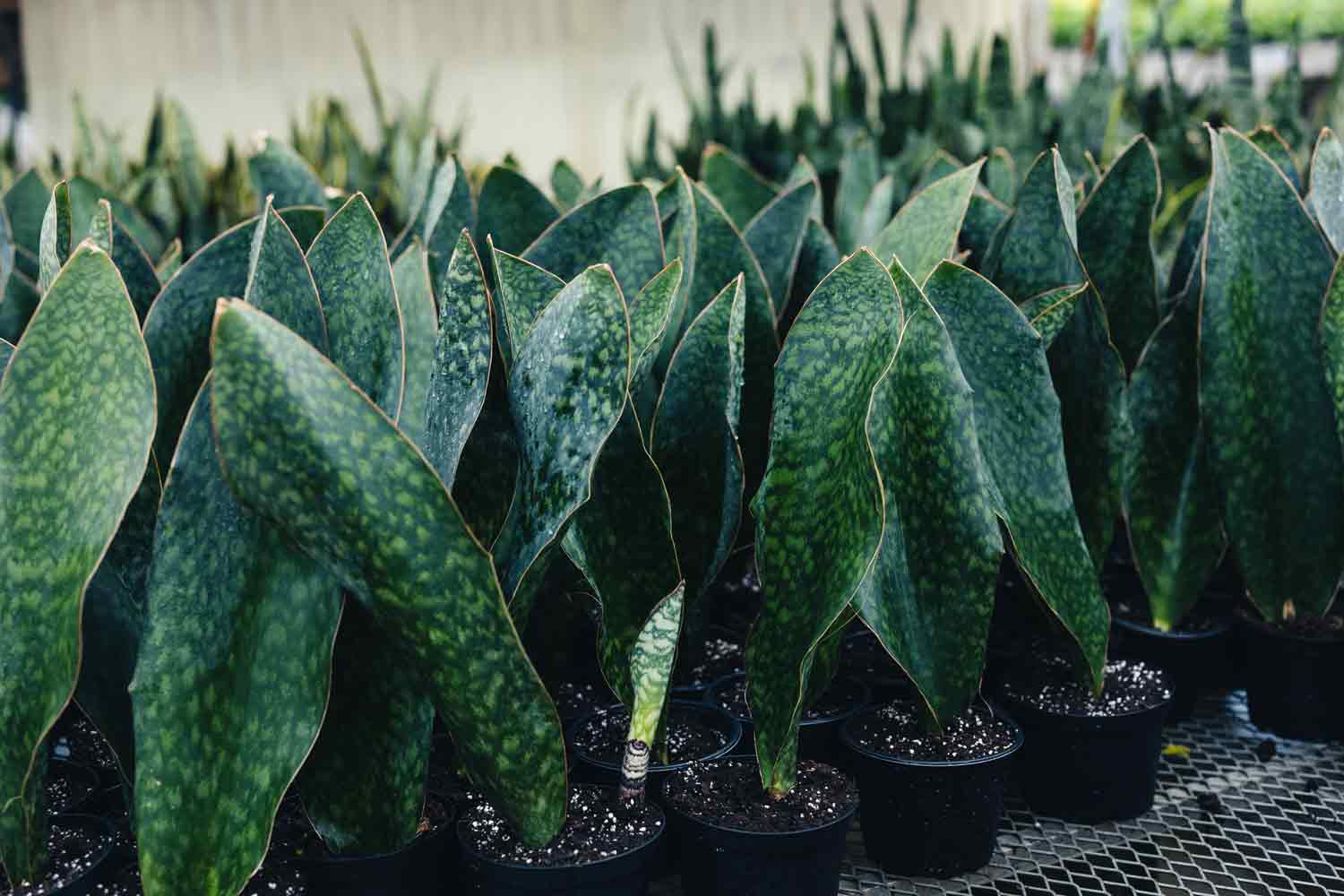 Snake Plant 'Whale Fin' 6"